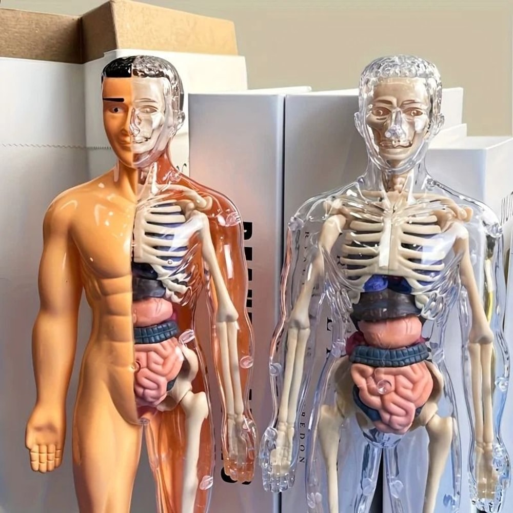 Human Anatomy Model With Removable Bones And Complete Trunk Medical Teaching Skeleton Kit 1