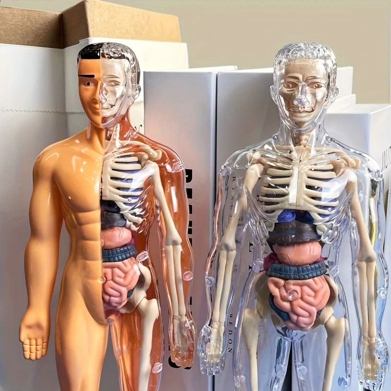 Human Anatomy Model With Removable Bones And Complete Trunk Medical Teaching Skeleton Kit 1