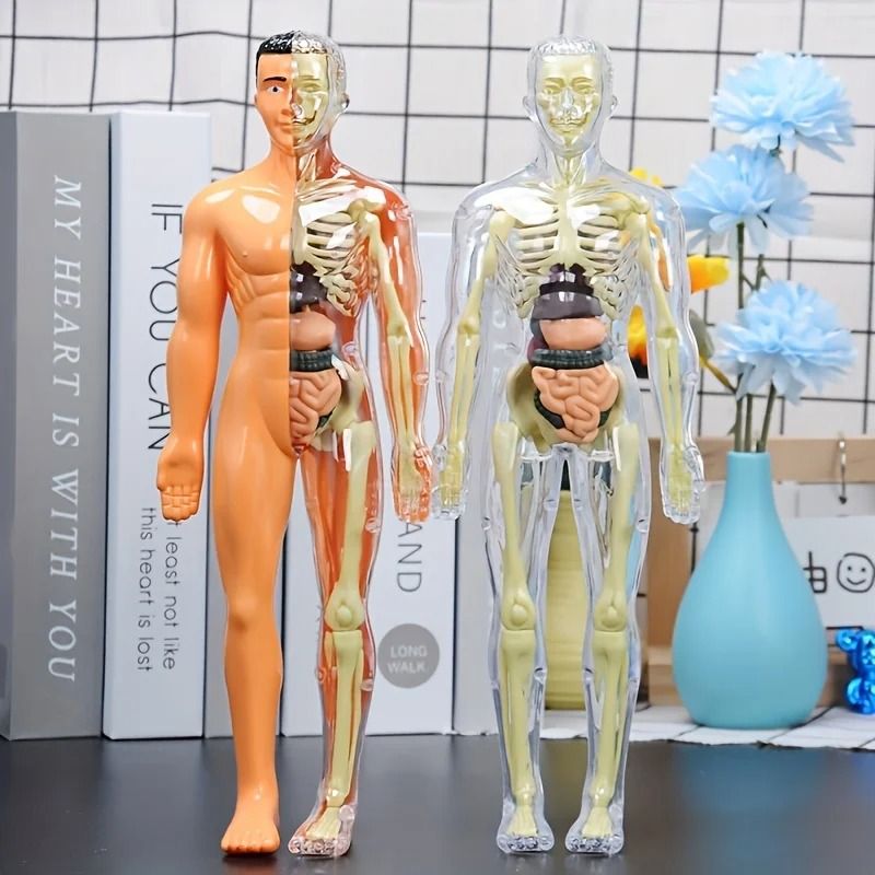 Human Anatomy Model With Removable Bones And Complete Trunk Medical Teaching Skeleton Kit 2