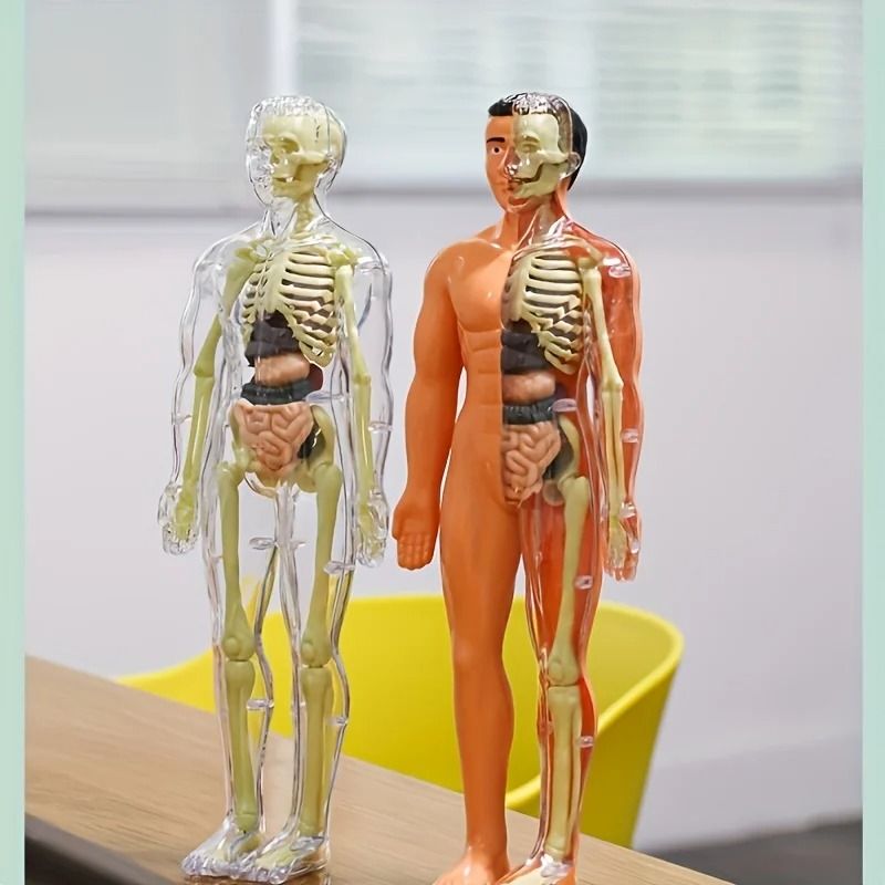 Human Anatomy Model With Removable Bones And Complete Trunk Medical Teaching Skeleton Kit 3