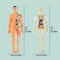 Human Anatomy Model With Removable Bones And Complete Trunk Medical Teaching Skeleton Kit 4