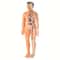 Human Anatomy Model With Removable Bones And Complete Trunk Medical Teaching Skeleton Kit 6