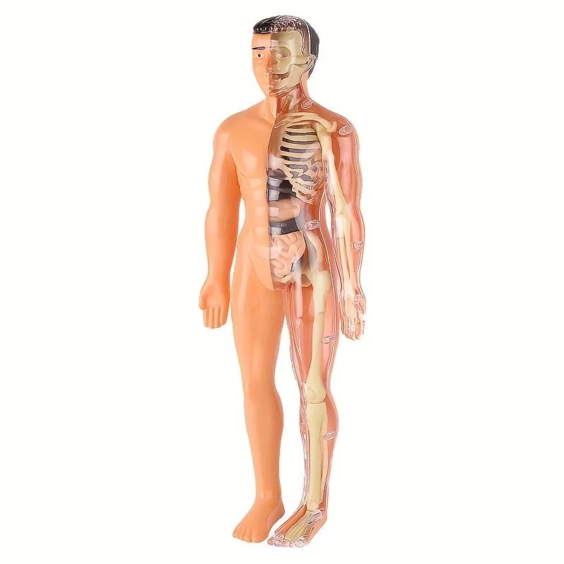Human Anatomy Model With Removable Bones And Complete Trunk Medical Teaching Skeleton Kit 6