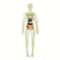 Human Anatomy Model With Removable Bones And Complete Trunk Medical Teaching Skeleton Kit 7