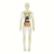 Human Anatomy Model With Removable Bones And Complete Trunk Medical Teaching Skeleton Kit 7