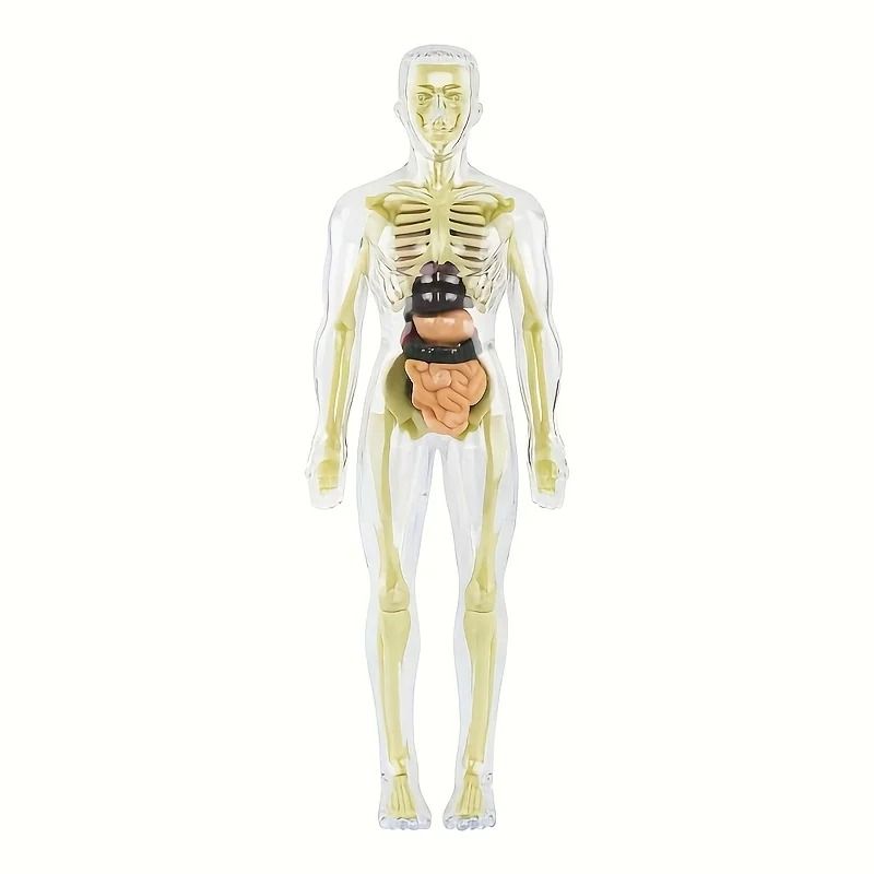 Human Anatomy Model With Removable Bones And Complete Trunk Medical Teaching Skeleton Kit 7