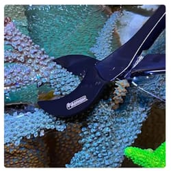 professional stainless steel coral fragging scissors