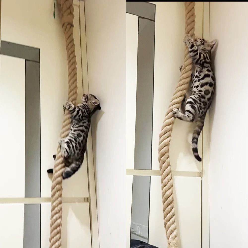 Professional Heavy Duty Ceiling And Wall Mounted Cat Climbing Rope 0