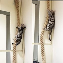 professional heavy duty ceiling and wall mounted cat climbing rope