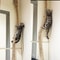 Professional Heavy Duty Ceiling And Wall Mounted Cat Climbing Rope 1