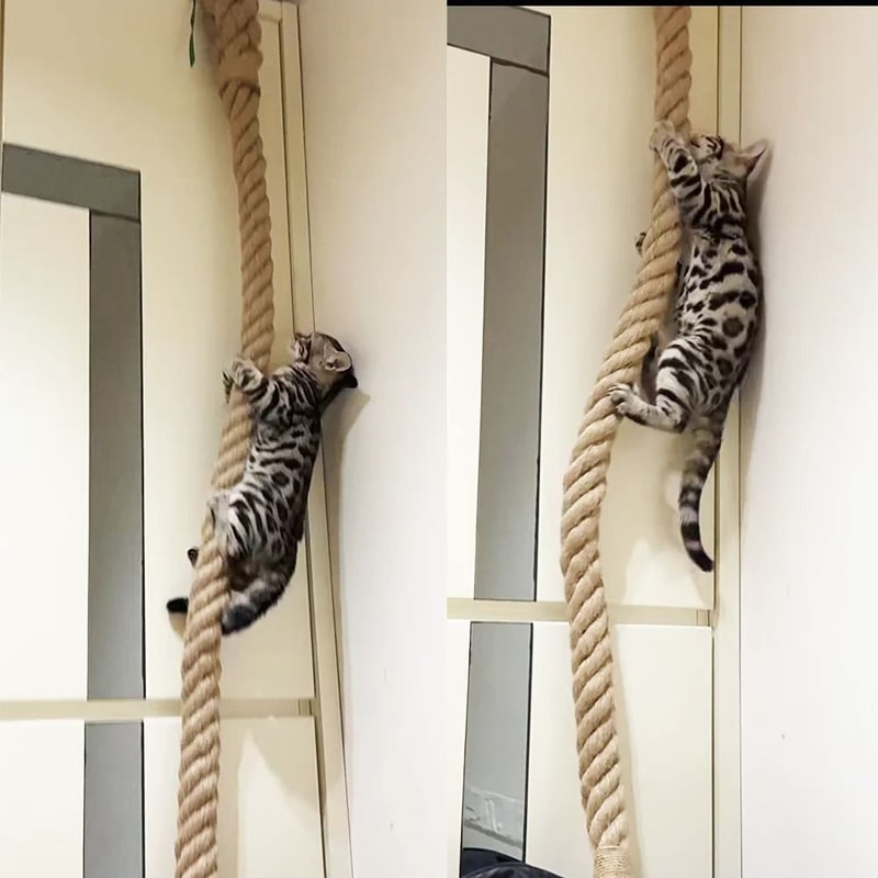 Professional Heavy Duty Ceiling And Wall Mounted Cat Climbing Rope 1
