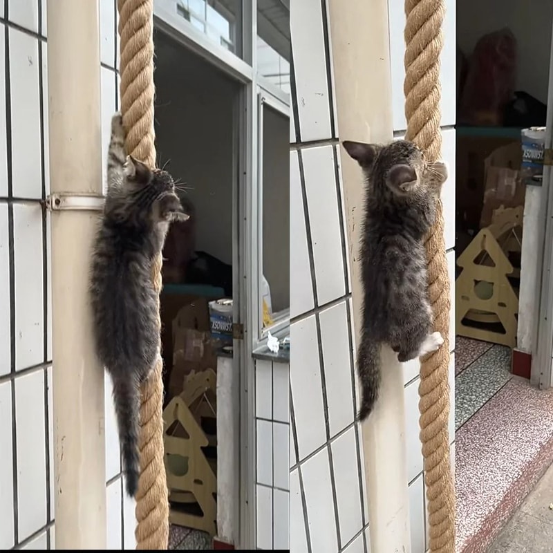 Professional Heavy Duty Ceiling And Wall Mounted Cat Climbing Rope 2