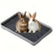 Professional Rabbit And Small Pet Corner Litter Box 8