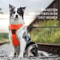 Professional NoPull Reflective Nylon Safety Dog Harness 5