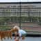 Professional Folding Mesh Pet Safety Gate And Isolated Barrier 4
