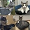 Professional WallMounted Foldable Cat Hammock 6