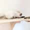 WallMounted Cat Feeding Station With Double Stainless Steel Bowls 0