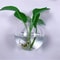 2 Pack Wall Hanging Glass Terrarium And Hydroponic Planter 2