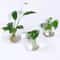 2 Pack Wall Hanging Glass Terrarium And Hydroponic Planter 0