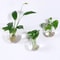 2 Pack Wall Hanging Glass Terrarium And Hydroponic Planter 0