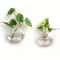 2 Pack Wall Hanging Glass Terrarium And Hydroponic Planter 6