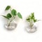 2 Pack Wall Hanging Glass Terrarium And Hydroponic Planter 6