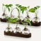 Modern Plant Terrarium Glass Vase With Wooden Tray 0