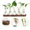 Modern Plant Terrarium Glass Vase With Wooden Tray 4