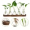 Modern Plant Terrarium Glass Vase With Wooden Tray 4