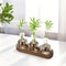 Modern Plant Terrarium Glass Vase With Wooden Tray 6