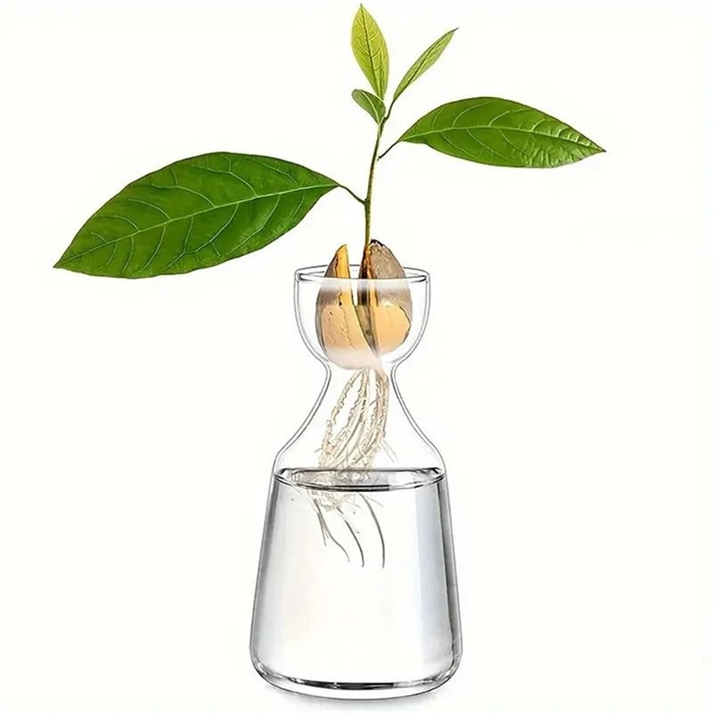 Avocado Seed Starter Transparent Glass Vase 0