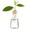 Avocado Seed Starter Transparent Glass Vase 0