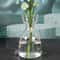 Avocado Seed Starter Transparent Glass Vase 3