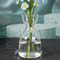 Avocado Seed Starter Transparent Glass Vase 3