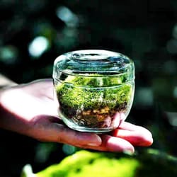micro landscape moss glass terrarium bottles