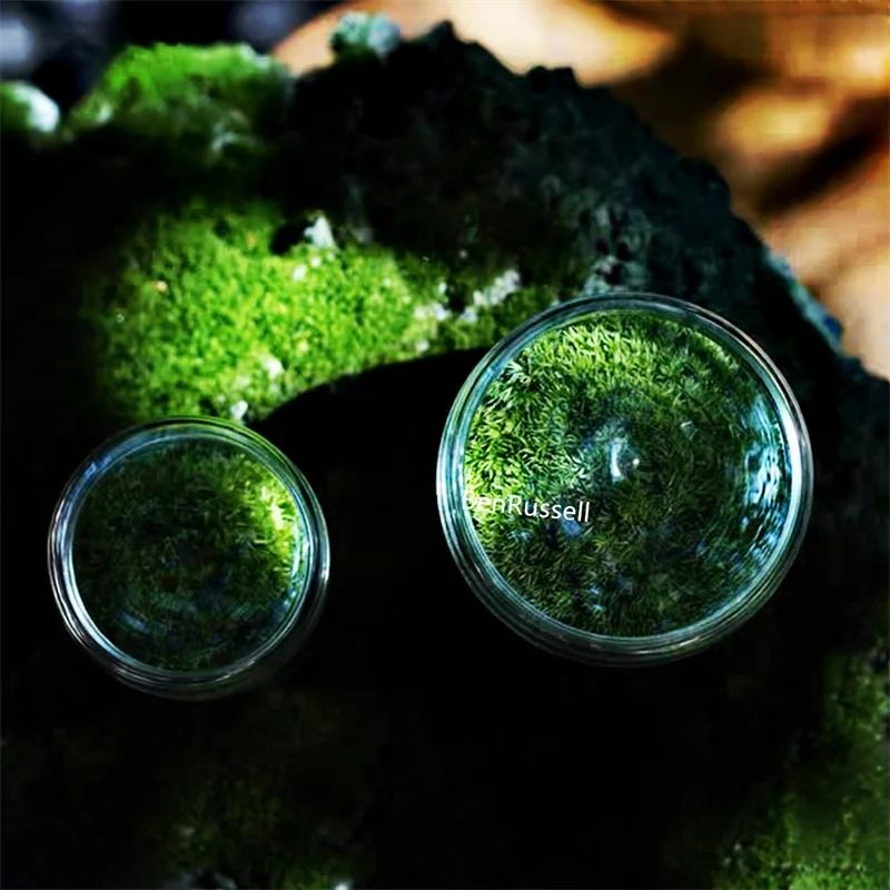 Micro Landscape Moss Glass Terrarium Bottles 5