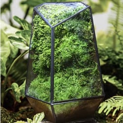 quartz shape micro landscape glass terrarium