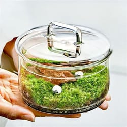 micro landscape moss plants glass bottle with lid