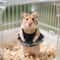 Small Pet Outfits And Hamster Dresses 2