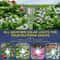 Solar Outdoor Lights Waterproof Landscape Lighting 10Pack 3