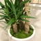 10Piece Artificial Moss Stone Set Versatile Garden Home Decor 2