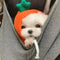 Cute Carrot Dog Hoodie Warm Fleece Puppy Sweater Coat 5