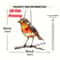 2D Flat Acrylic Robin Sun Catcher 8x8 In For Kitchen Garden Wall Decor 5
