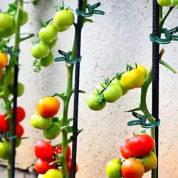 20pcs adjustable plant clips - reusable garden supports for vines, tomatoes & flowers
