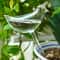 SelfWatering Bird Globes Automatic Plant Hydration For Indoor Outdoor Greenery 6
