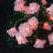 Whimsical Garden 10LED Rose Blossom Fairy Lights 10