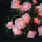 Whimsical Garden 10LED Rose Blossom Fairy Lights 3
