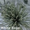 Premium White Sage Incense Sticks For Energy Cleansing 2