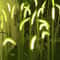 Solar Dog Tail Grass Garden Lights 1