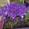 Solar Powered LED Lavender Garden Stake 2